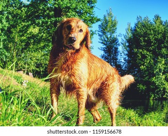 Young Dog Cooling Off In Lake Water. Golden Middle Hairy Puppy Is Playing On The Lake Shore.