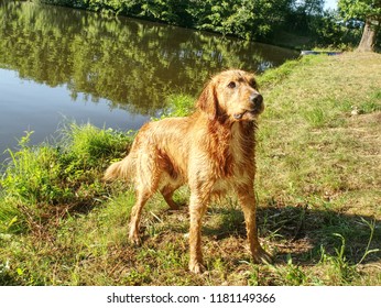 Young Dog Cooling Off In Lake Water. Golden Middle Hairy Puppy Is Playing On The Lake Shore.