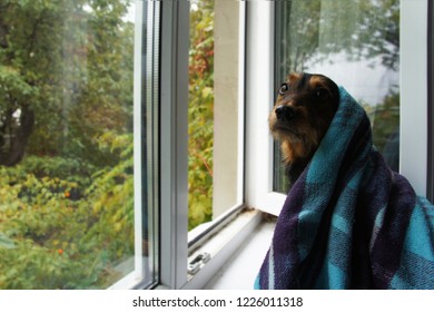 Young Dog Dachshund Basking Wrapped In A Blanket Near The Open Window In The Fall