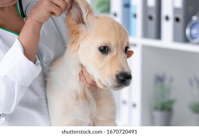 Young Dog Ears Examining In Veterinary Clinic