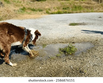 Young dog having fun in the puddle.