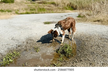 Young dog having fun in the puddle.