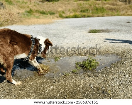 Young dog having fun in the puddle.