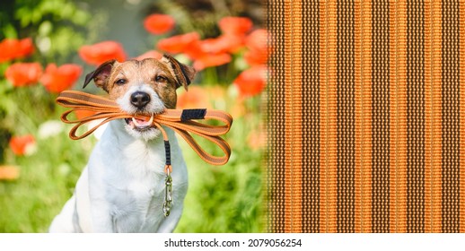 Young dog holding in mouth leash on bright summer day ready for a walk