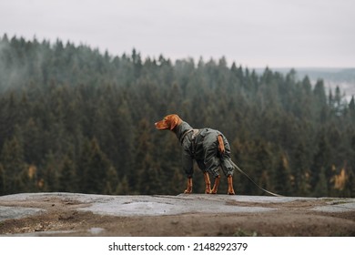 Young Dog Hungarian Vizsla Portrait