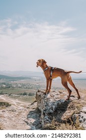 Young Dog Hungarian Vizsla Portrait