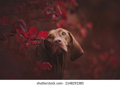 Young Dog Hungarian Vizsla Portrait