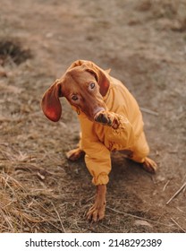 Young Dog Hungarian Vizsla Portrait