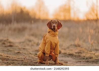 Young Dog Hungarian Vizsla Portrait