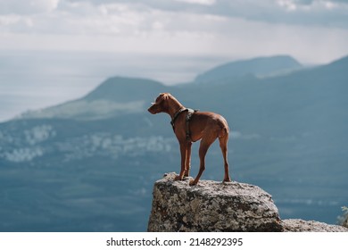 Young Dog Hungarian Vizsla Portrait