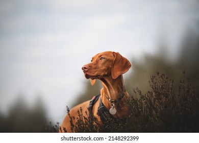 Young Dog Hungarian Vizsla Portrait