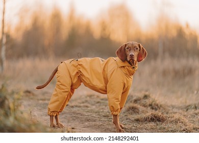 Young Dog Hungarian Vizsla Portrait