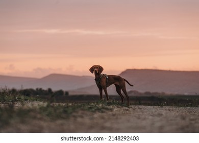 Young Dog Hungarian Vizsla Portrait