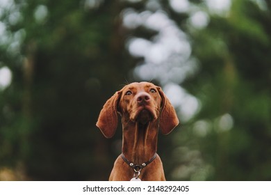 Young Dog Hungarian Vizsla Portrait