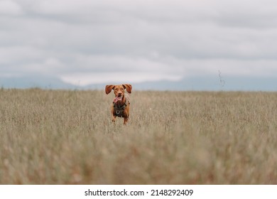 Young Dog Hungarian Vizsla Portrait