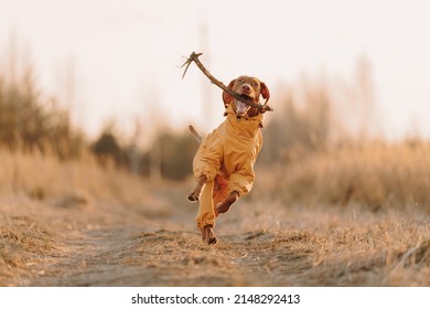 Young Dog Hungarian Vizsla Portrait