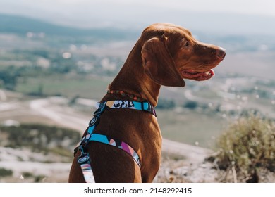 Young Dog Hungarian Vizsla Portrait