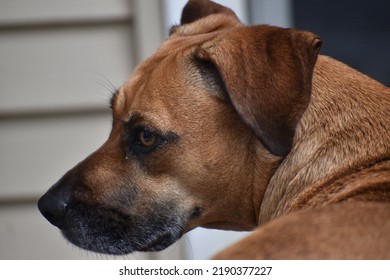 Young Dog Looking Over Her Shoulder