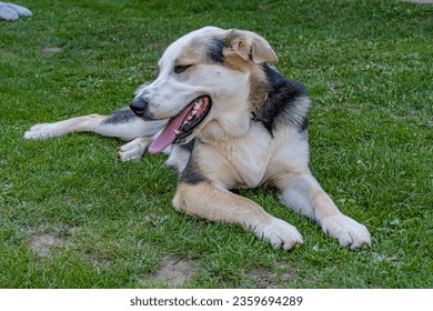 young dog lying with tongue out of mouth - Shutterstock ID 2359694289