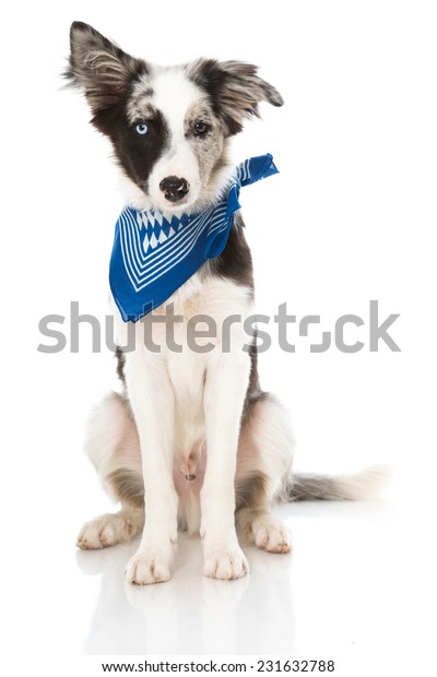 dog with neckerchief