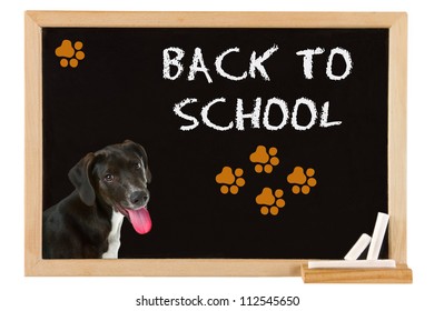 Young Dog On Blackboard - Back To School