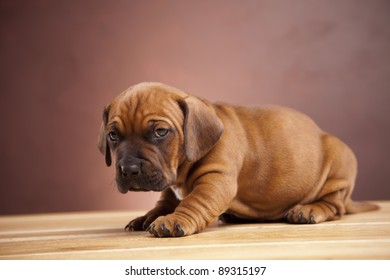 Young dog on wooden table