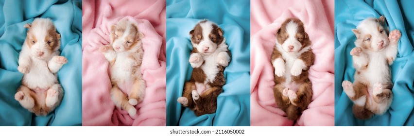Young dog posing. Cute newborn puppy or pet posing happy isolated. Studio photoshots. Creative collage of different breeds of dogs. Flyer for your ad.