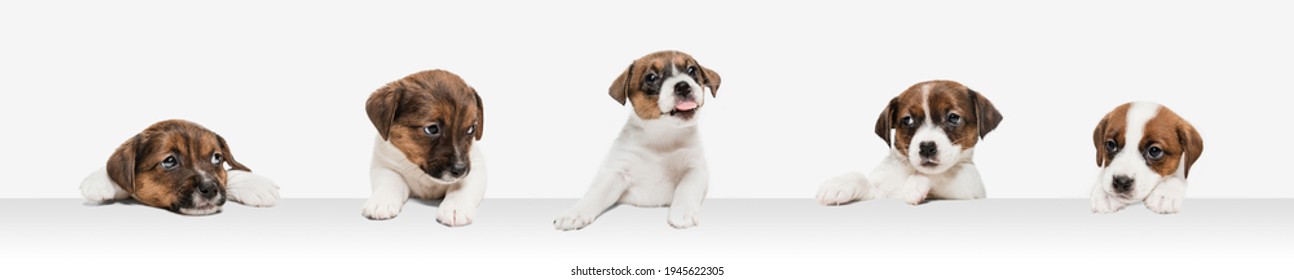 Young dog posing. Cute puppy or pet posing happy isolated on white studio background. Studio photoshots. Creative collage of different breeds of dogs. Flyer for your ad.