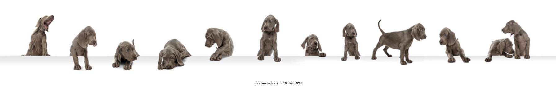 Young dog posing. Cute puppy or pet posing happy isolated on white studio background. Studio photoshots. Creative collage of different breeds of dogs. Flyer for your ad.