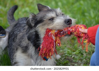 Young Dog Is Pulling His Favourite Toy