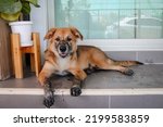 A young dog sit with dirty paws in front of a terrace and waits to enter the house.