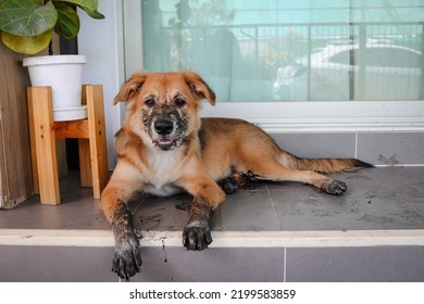 A young dog sit with dirty paws in front of a terrace and waits to enter the house. - Shutterstock ID 2199583859