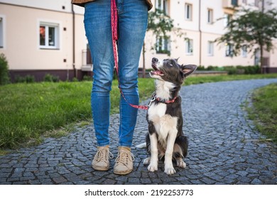 Young dog sits next to owner on leash in town. Border collie puppy training in urban area. - Powered by Shutterstock