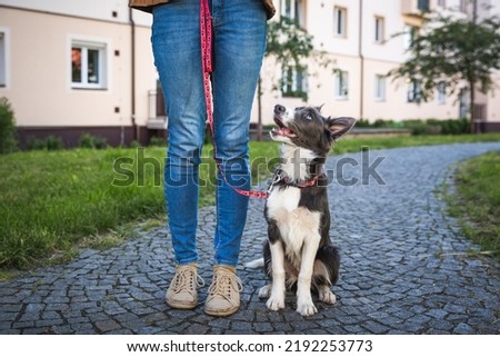 Young dog sits next to owner on leash in town. Border collie puppy training in urban area.