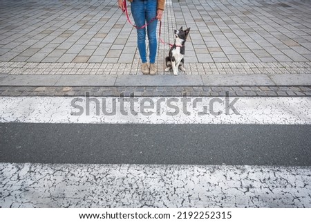 Young dog sits patiently before crossing the street with the owner. Border collie puppy training. 