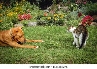 Young Dog Tries Play Cat Garden Stock Photo 1131869276 | Shutterstock