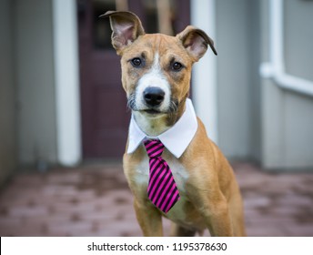 Young Dog Wearing Tie In Front Of Door