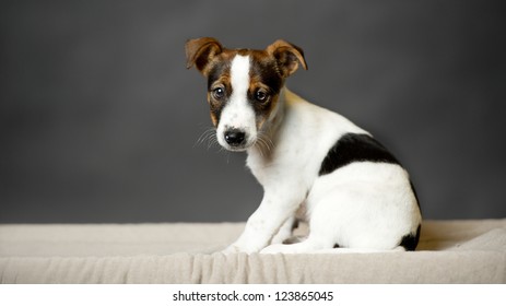 Young Dog Who Is My Big Dream - A Black Background, Jack Russell Terrier