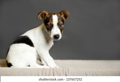 Young Dog Who Is My Big Dream - A Black Background, Jack Russell Terrier