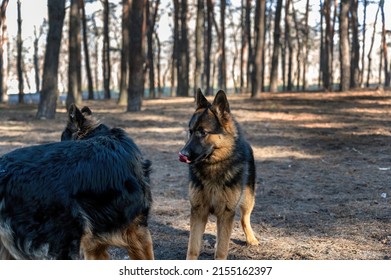 Young dogs frolic in the pine forest. Two males and a female German Shepherd playing, catching up, sniffing, running and exploring each other. Without leashes. Animal socialization. Blurred motion. - Powered by Shutterstock