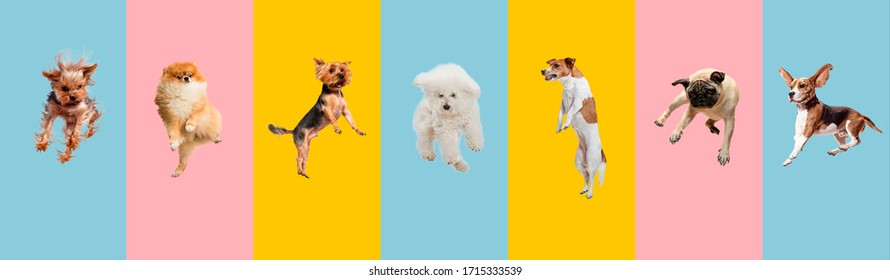 Young dogs jumping  playing  flying  Cute doggies pets are looking happy isolated colorful gradient background  Studio  Creative collage different breeds dogs  Flyer for your ad 