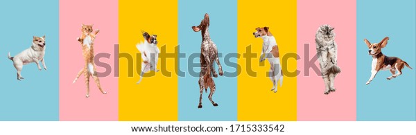 若い犬は飛び跳び 遊び 飛びます カラフルな背景やグラデーションの背景にかわいい犬やペットが幸せそうに見える スタジオ さまざまな種類の犬 の創造的なコラージュ 広告のチラシ の写真素材 今すぐ編集