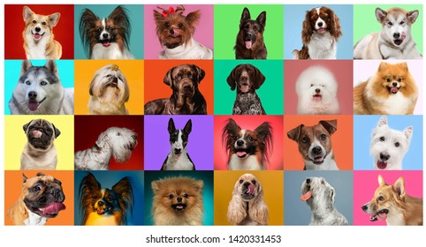 Young dogs are posing. Cute doggies or pets are looking happy isolated on colorful or gradient background. Studio photoshots. Creative collage of different breeds of dogs. Flyer for your ad.
