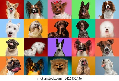 Young dogs are posing. Cute doggies or pets are looking happy isolated on colorful or gradient background. Studio photoshots. Creative collage of different breeds of dogs. Flyer for your ad. - Shutterstock ID 1420331456