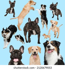 Young dogs are posing. Cute doggies or pets looking happy isolated on blue background. Studio photoshots. Creative collage of different breeds of dogs. Flyer for your ad.