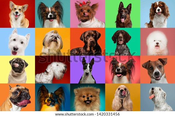 若い犬がポーズをとっている カラフルな背景やグラデーションの背景にかわいい犬やペットが幸せそうに見える Studioフォトショット さまざまな種類の犬 の創造的なコラージュ 広告のチラシ の写真素材 今すぐ編集