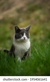 緑の牧草地に住む若い家猫