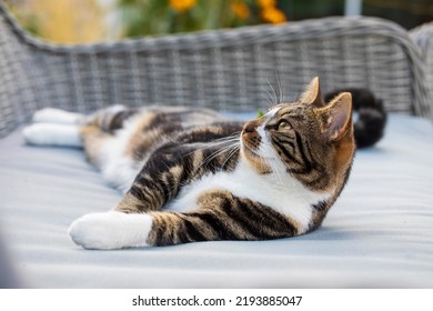 Young Domestic Cat Relaxing On Garden Chair