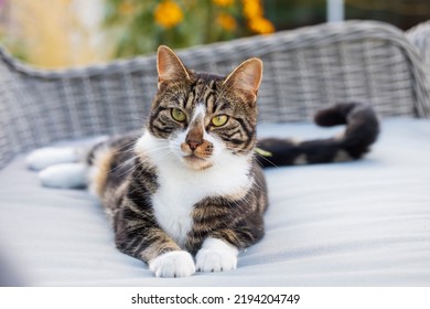 Young Domestic Cat Relaxing On Garden Chair