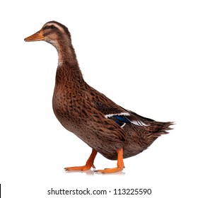 Young Domestic Duck Isolated On White Background